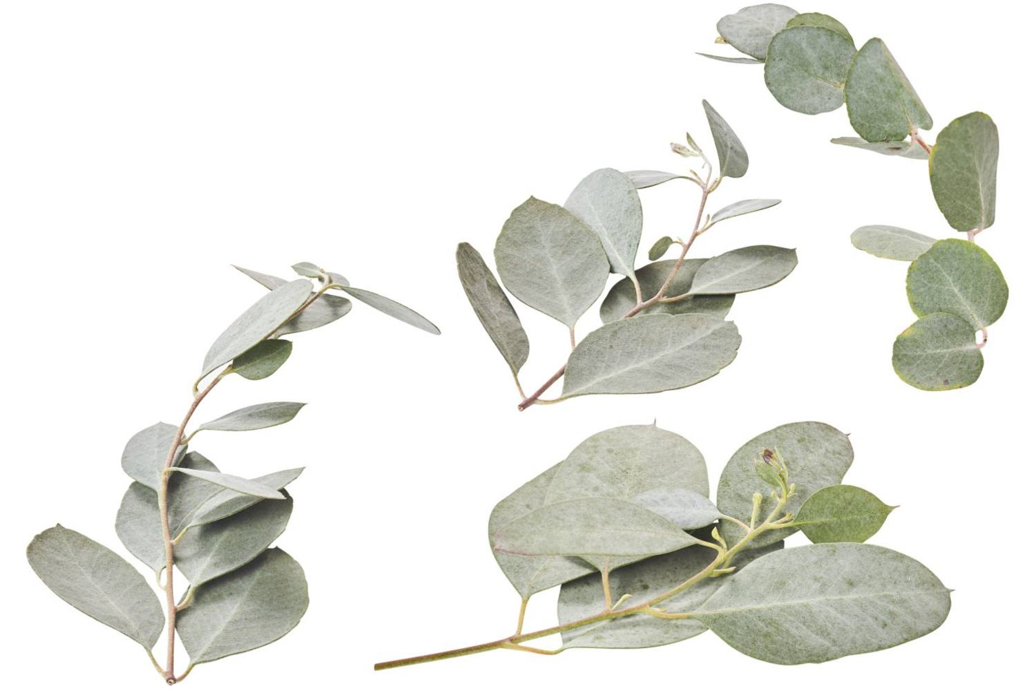 Eucalyptus blad 50gr stuk 1